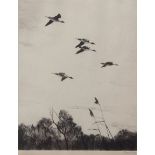 AR SIR PETER MARKHAM SCOTT, CH, CBE, FRS, FZS (1909-1989) "Pintails flying fast" black and white