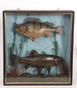 Taxidermy cased perch and tench in naturalistic setting 54 x 50cms