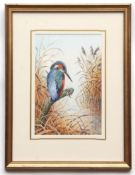 AR CARL DONNER (CONTEMPORARY) Kingfisher watercolour, signed lower right 25 x 17cms