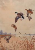 AR JOHN CYRIL HARRISON (1898-1985) Mallard pitching watercolour, signed lower right 45 x 31cms