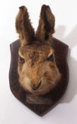 Taxidermy wall mounted head of a hare by T Salkeld of Carnforth, Lancs