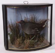 Taxidermy bow-fronted cased Moorhen in naturalistic setting, probably by Cooper 34 x 38cms