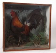 Taxidermy cased Cockerel in naturalistic setting, possibly by J Cole of Norwich 40 x 40cms