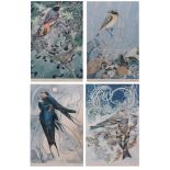 AR MICHAEL WARREN (born 1938) Bird Studies group of four coloured prints, published by The Tryon