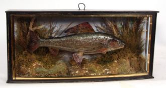 Taxidermy cased grayling in naturalistic setting, possibly by Cooper, with label "Caught on the Test