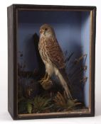 Taxidermy cased Kestrel in naturalistic setting, probably by T E Gunn of Norwich 41 x 30cms