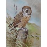 AR FRANK JARVIS (20TH CENTURY) "Short eared owl" watercolour and gouache, signed and dated '98 lower