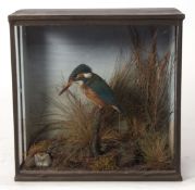 Taxidermy cased Kingfisher in naturalistic setting 30 x 30cms