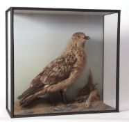 Taxidermy cased Gull in naturalistic setting 55 x 58cms