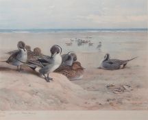 ARCHIBALD THORBURN (1860-1935) "Pintails on the shore" coloured print, published by W F Embleton