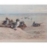 ARCHIBALD THORBURN (1860-1935) "Pintails on the shore" coloured print, published by W F Embleton