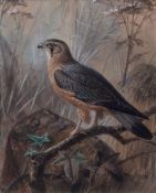 JOHANNES GERARDUS KEULEMANS (1842-1912) "Mal Merlin" watercolour, signed lower right 25 x 20cms