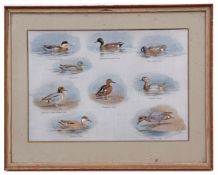 AFTER JOHN CYRIL HARRISON Bird studies group of five coloured prints17 x 25cms (5)