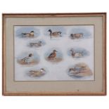 AFTER JOHN CYRIL HARRISON Bird studies group of five coloured prints17 x 25cms (5)