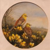 AR NEIL COX (born 1955) Yellowhammers watercolour, signed lower centre 21cms diameter