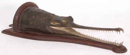 Victorian wall mounted head of a gharial overall length 80cms