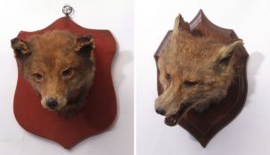 Taxidermy wall mounted head of a fox by Rowland Ward of 166 Piccadilly, London, together with a