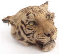 Taxidermy wall hanging tiger's head (pre-1947)