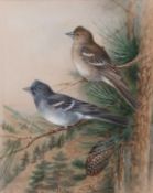 AR ROLAND GREEN (1896-1972) Male and female Blue Chaffinch of Gran Canaria watercolour, signed lower