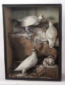 Taxidermy cased group of Ptarmigan in winter setting 66 x 50cms