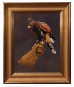 AR DAVID ORD KERR (born 1951) "Harris Hawk on the glove" oil on panel, signed lower left 43 x 33cms