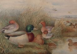 STANLEY WILSON (1836-1898) Ducks by waters edge watercolour, signed and dated 1872 lower centre 25 x