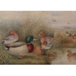 STANLEY WILSON (1836-1898) Ducks by waters edge watercolour, signed and dated 1872 lower centre 25 x