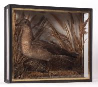 Taxidermy cased Gull in naturalistic setting 38 x 43cms
