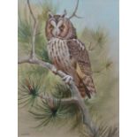 AR FRANK JARVIS (20TH CENTURY) "Long eared owl" watercolour and gouache, signed and dated '98