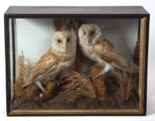 Taxidermy cased pair of Barn Owls in naturalistic setting 37 x 50cms (pre-1947)