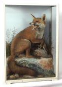 Taxidermy cased Fox in naturalistic setting by J Hutchings of Aberystwyth 77 x 55cms