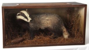 Taxidermy cased Badger in naturalistic setting 44 x 87cms (pre-1947)