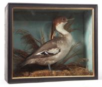 Taxidermy cased Smew in naturalistic setting 32 x 38cms