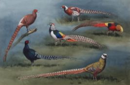 AR JOHN CYRIL HARRISON (1898-1985) "Lady Amherst Pheasant and others" watercolour, signed lower