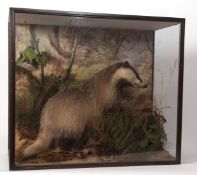 Fine taxidermy cased Badger in naturalistic setting by Peter Spicer of Leamington 1935 58 x 66cms