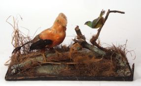 Taxidermy uncased Cock on the Rock and other exotic birds on naturalistic base 53 x 29cms (a/f)