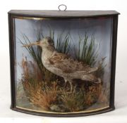 Taxidermy bow-fronted cased Woodcock in naturalistic setting, probably by Cooper 34 x 38cms