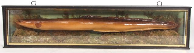 Taxidermy cased eel in naturalistic setting possibly by Cooper, with label "Caught by S Sorrel on