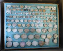Large box containing ten trays of assorted shells