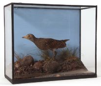 Taxidermy cased Spotted Crake in naturalistic setting by Geoffrey Campbell Black 26 x 30cms