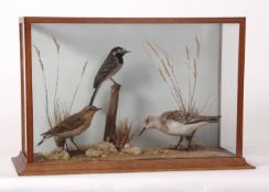 Taxidermy cased Wheatear, Pied Wagtail and Plover in naturalistic setting 32 x 44cms