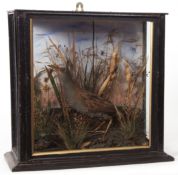 Taxidermy cased Water Rail in naturalistic setting 39 x 42cms