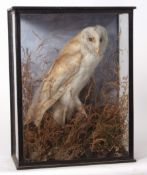 Taxidermy cased Barn Owl in naturalistic setting 42 x 32cms (pre-1947)