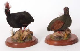 Uncased taxidermy pair of roul roul partridges on naturalistic bases (2)