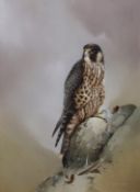 AR RAYMOND C WATSON (1935-1994) "Sparrowhawk" watercolour, signed lower right 42 x 31cms Provenance: