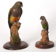 Uncased taxidermy Green Cheeked Conure and a Patagonian Conure on naturalistic bases (2)