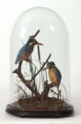 Taxidermy domed pair of Kingfisher in naturalistic setting 45cms high