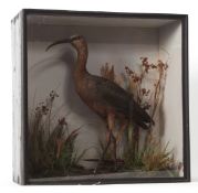 Taxidermy cased Glossy Ibis in naturalistic setting by T E Gunn of Norwich 51 x 51cms