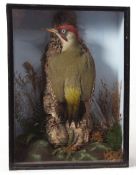 Taxidermy cased Green Woodpecker in naturalistic setting by T E Gunn of Norwich 40 x 30cms