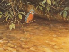 AR NEIL COX (born 1955) Kingfisher watercolour, signed lower left 31 x 41cms